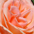 Oranžna - Vrtnica čajevka - Frohsinn®